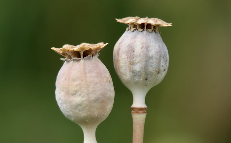 Exchange Seeds